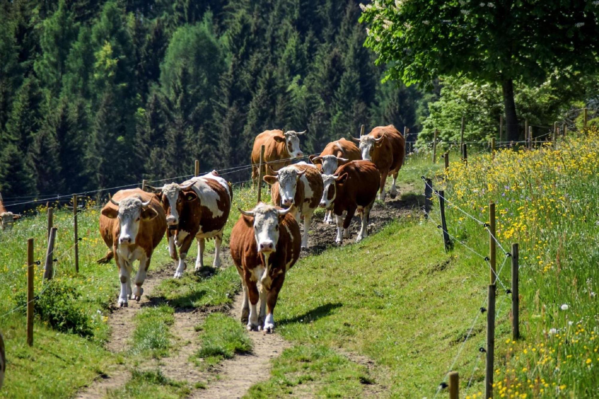 Urlaub Auf Dem Haberlhof Villa โลห์แบร์ก ภายนอก รูปภาพ